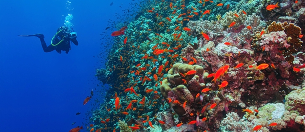 Diving in Zanzibar: the big wall