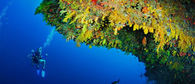 Diving in Zanzibar experience