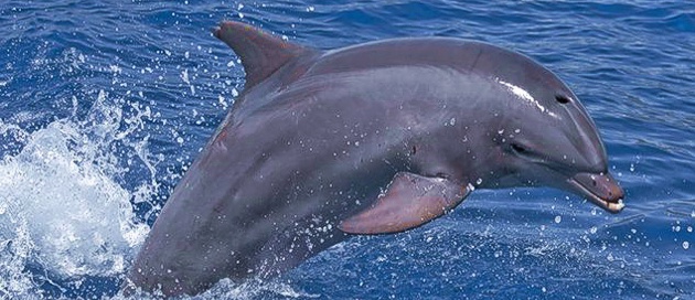 dolphin tour zanzibar