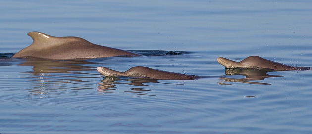 dolphin tour zanzibar