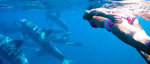 dolphin tour Zanzibar