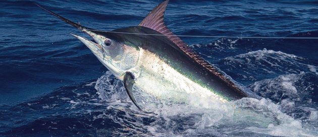 Game Fishing in Zanzibar - Black Marlin