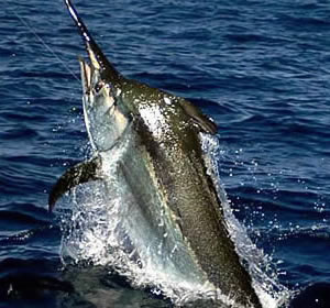 A Black Marlin Game Fishing in Zanzibar - A Black Marlin