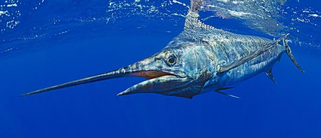 Game Fishing in Zanzibar - Blue Marlin