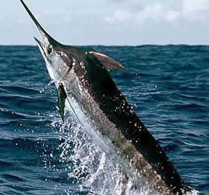 A Blue Marlin Game Fishing in Zanzibar - A Blue Marlin