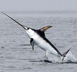 Broadbill Zanzibar Fishing - Broadbill