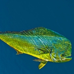 Dorado Fish