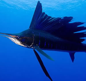 Sailfish Fishing Zanzibar - Sailfish