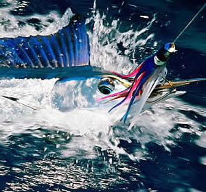 Shortbill Spearfish Fishing Zanzibar - Shortbill Spearfish