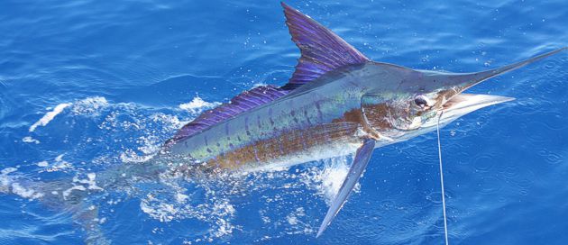 Game Fishing in Zanzibar - A Striped Marlin