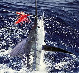A Striped Marlin Game Fishing in Zanzibar - A Striped Marlin