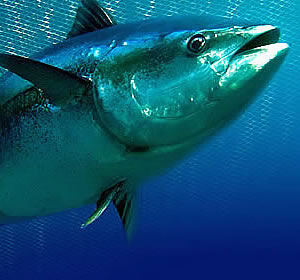 Tuna Fish Zanzibar Fishing - Tuna Fish