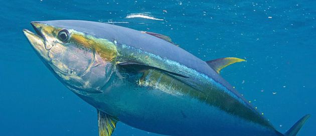 Zanzibar Fishing - Tuna Fish