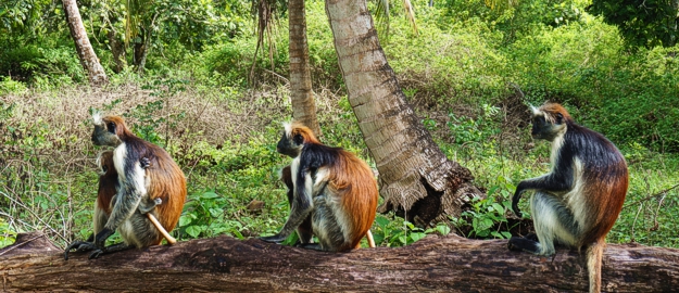 Jozani forest Zanzibar