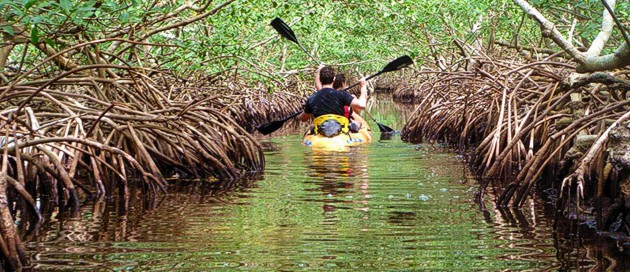 Jozani forest Zanzibar swamp