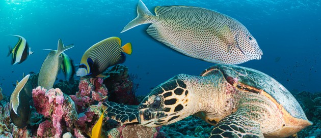 snorkeling in zanzibar