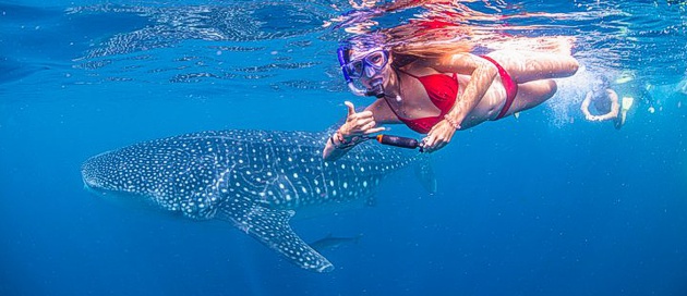 Zanzibar snorkeling whale shark