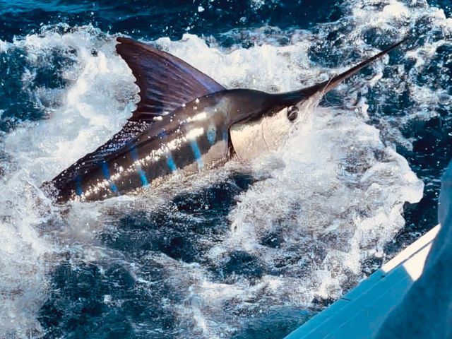 deep sea fishing zanzibar - striped marlin