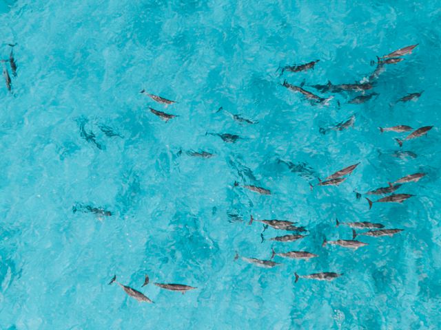 dolphins playtime