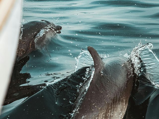 zanzibar tours - dolphin tour zanzibar