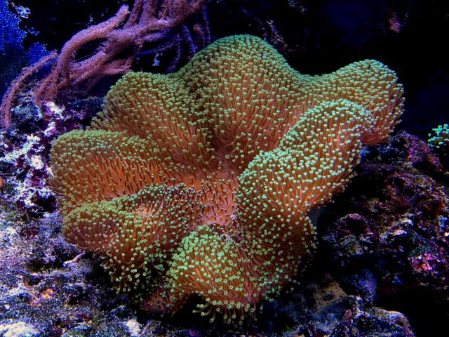 Mnemba Island Snorkeling Tour Zanzibar