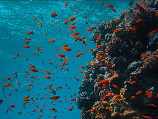mnemba island snorkeling tour zanzibar