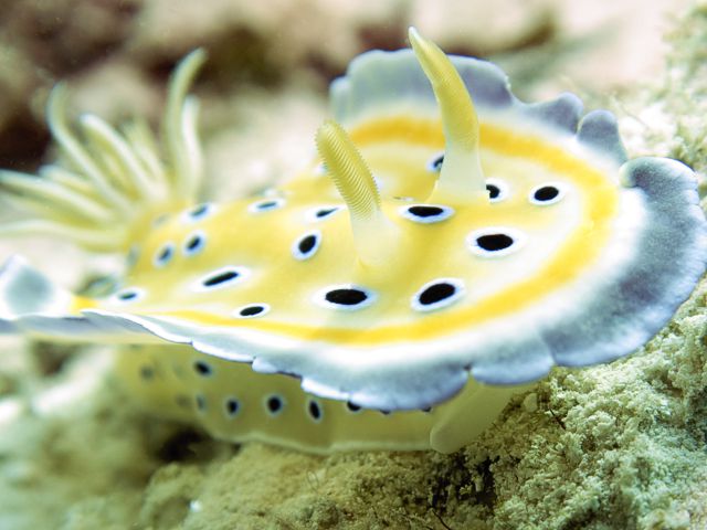 mnemba snorkeling tour - nudibranch