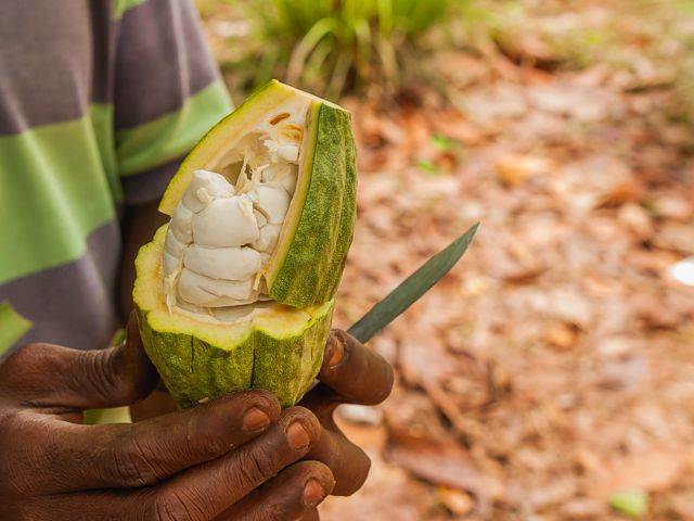 spice tour zanzibar - cocoa fruit