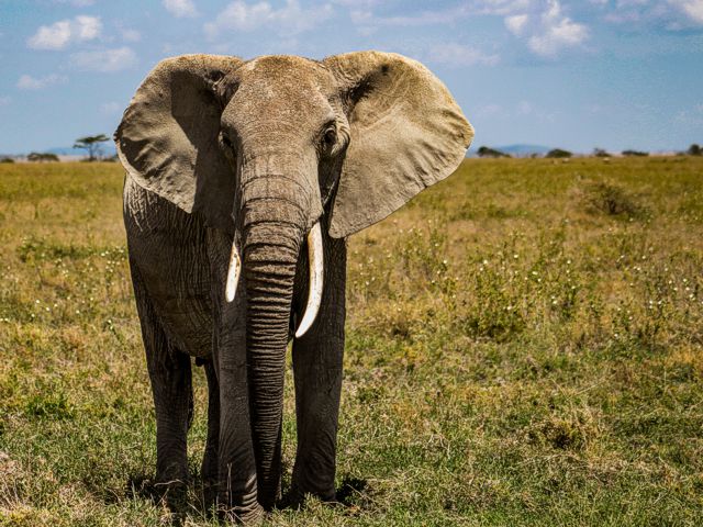 zanzibar safari packages