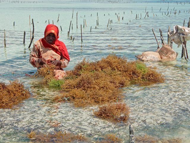 Zanzibar Budget Holiday Packages - seaweed farming